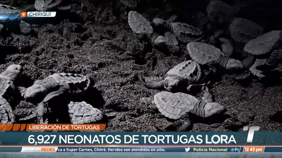 Liberan A Neonatos De Tortugas En Playa La Barqueta Panam En