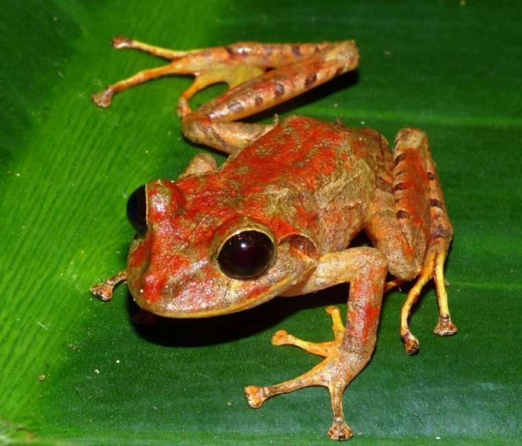 Nueva Especie De Rana Paname A Es Bautizada Como Greta Thumberg