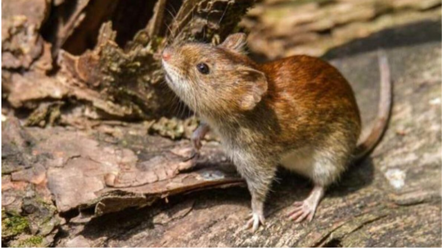 Panamá ha confirmado 17 casos de hantavirus en lo que va del año