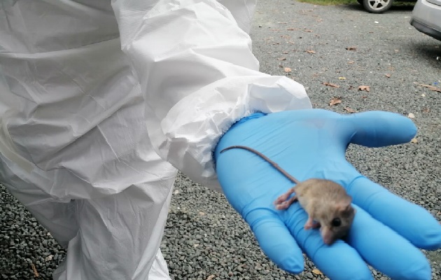 Confirman primer caso de hantavirus en Los Santos Panamá en Minutos