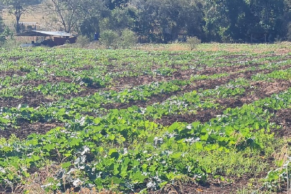 Incertidumbre Entre Los Productores Herreranos De Zapallo Panam En