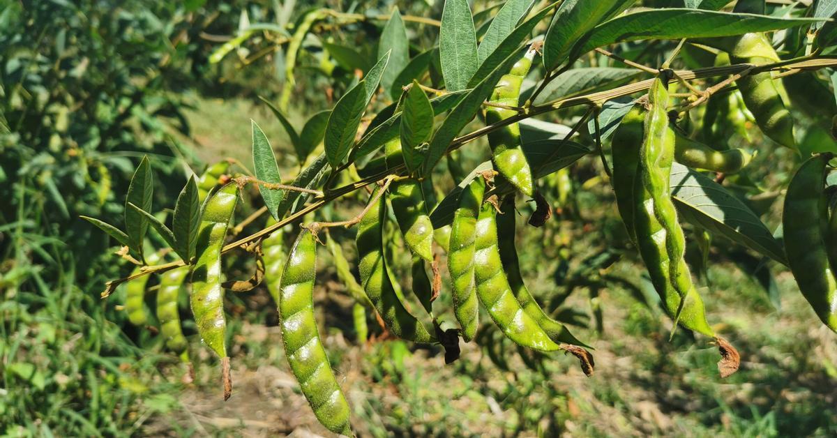 Plagas amenazan con disparar precios del guandú para fin de año Panamá en Minutos